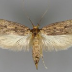 Seed moth is a food moth that can attack clothing and other textiles