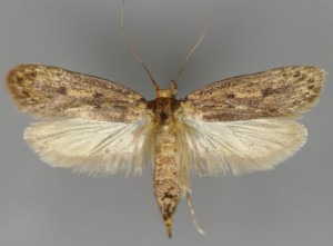 Seed moths can lay their eggs in many different materials