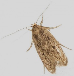 Seed moths can be recognized by their bronze-colored, black-spotted wings