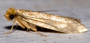 Clothes moths have golden wings with hair on the edges