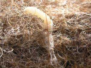 Klesmøllarver er 8-10 mm lange