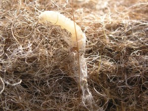 Clothes moth caterpillars spin their cocoons on their food sources