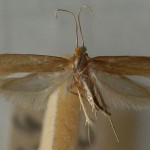 The clothes moth is one of the 'true clothes moths'