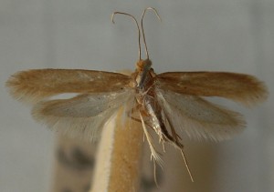 The clothes moth damages clothing made from animal materials