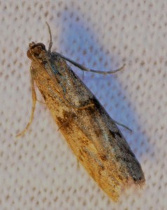 Flour moths prefer to lay their eggs in flour