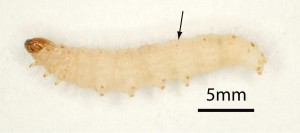 The flour moth caterpillar is white-yellow or slightly pink and has black spots