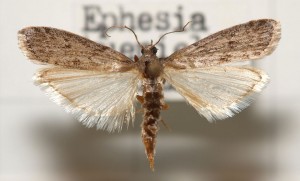 Flour moths are particularly damaging to flour and grain products