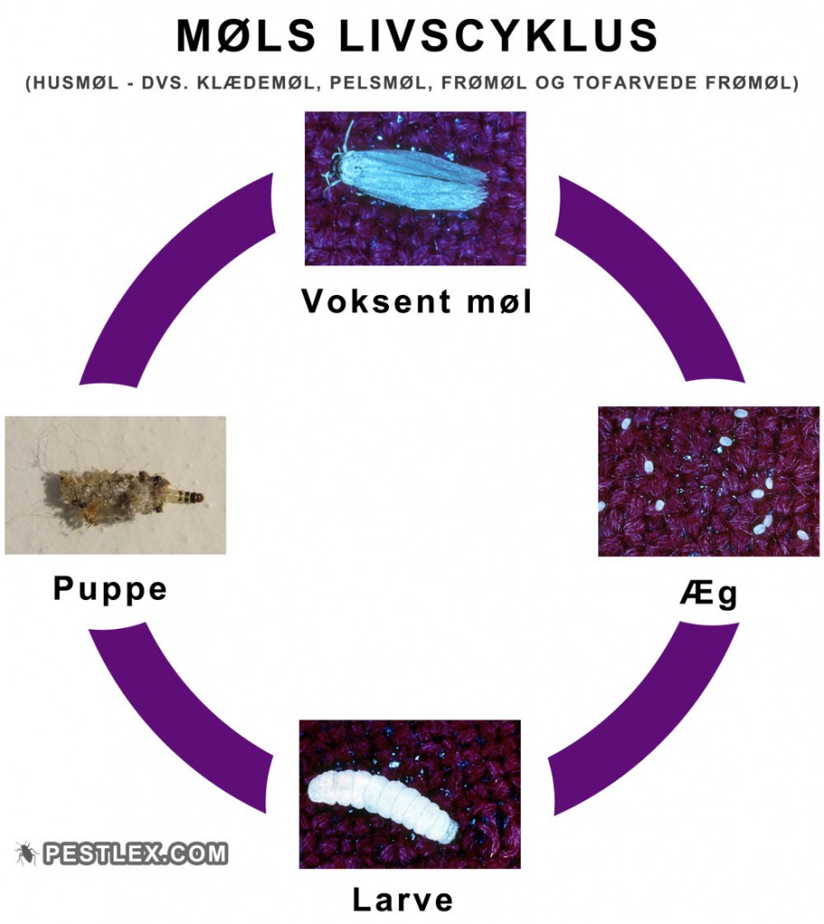 Møls livscyklus illustreret