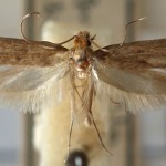 The fur moth is one of the 'true clothes moths'
