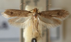 Fur moths are just as common as clothes moths