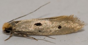 Fur moths are almost as common as clothes moths
