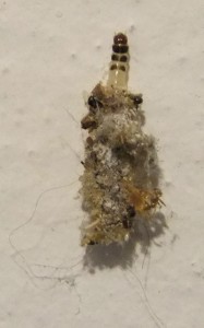 Fur moth caterpillars drag their cocoons with them and search upwards (e.g. towards the ceiling)