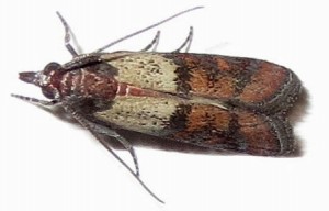 Two-colored seed moths are particularly damaging to dry foods