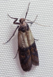 Two-colored seed moths are very similar to flour moths