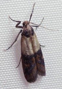 A bicolor seed moth can be recognized by its color division on the wings