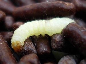 The bicolored frog moth larvae have white bodies and brownish heads