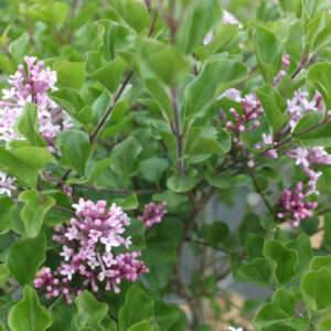 Dværgsyren - Syringa meyeri ´Palibin´ 180 cm stamme