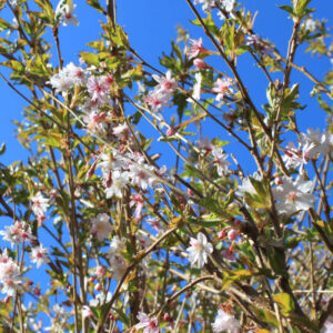 Oktoberkirsebær - Prunus Subhirtella ´Autumnalis´ 180 cm stamme 8-10