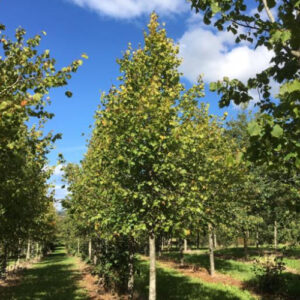 Småbladet lind - Tilia cordata 175-200 cm