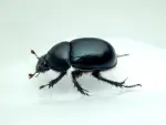 Biller er en gruppe af insekter, hvori mange betrages som skadedyr