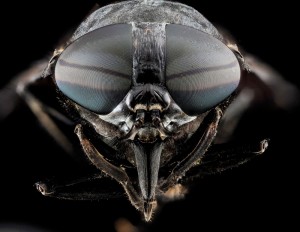 Blind flies is another term for hatchlings