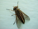 Horse flies are aggressive blood-feeding insects and represent a considerable nuisance for humans and livestock