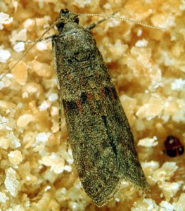 The date moth has many nicknames and can easily be confused with other species of moths
