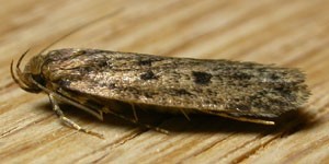 Seed moths have golden brown wings with dark spots