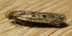 Seed moths can live in both the kitchen and the rest of the home