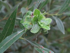 On creeping willow, the gall midge larva forms a so-called 'willow rose'