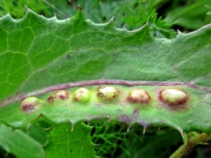 Galls are one of the hallmarks of the gall midge