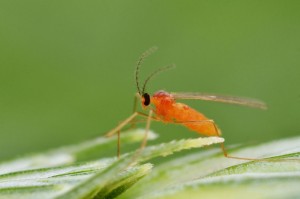 Gall midges are small, slender mosquitoes that are typically around 1 mm long