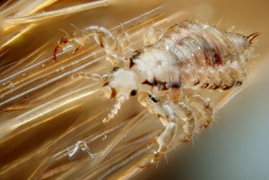 Lice are small, wingless insects that feed by sucking blood from humans and animals