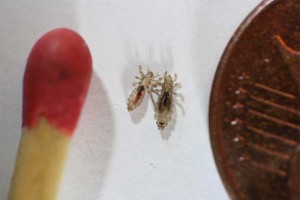 Hovedlus er 2,5 - 3 mm lange