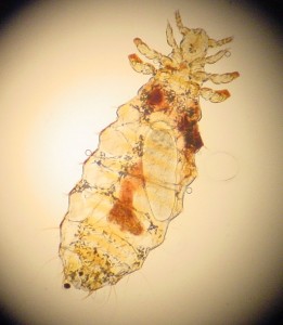 Dog lice are blood-sucking lice that live mainly on long-haired dogs