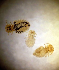 Dog fur lice are biting lice that live on dogs