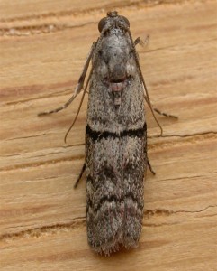 Cocoa moth is a species of moth that primarily feeds on cocoa beans, chocolate, tobacco, etc.