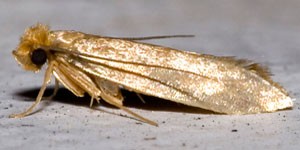 The clothes moth has golden wings