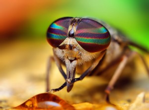 A chigger is a large species of fly that bites humans and animals