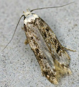 Sticky moths are easy to recognize by their white 'shoulders' and heads