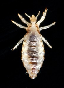 Body lice are brownish or grayish in color