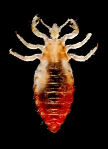 Body lice become more reddish in color when they feed