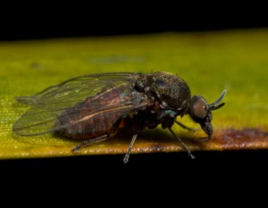 Cattle flies bite humans and animals