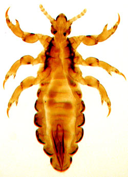 Lice are small wingless insects that live on animals and humans