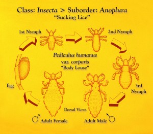 Lice have a life cycle consisting of 3 stages: egg, nymph and adult