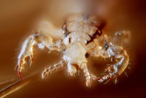 Lice control is all about removing the lice from where they live