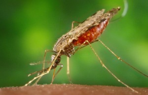 Malariamyg er verdens farligst dyr, idet de dræber flest mennesker