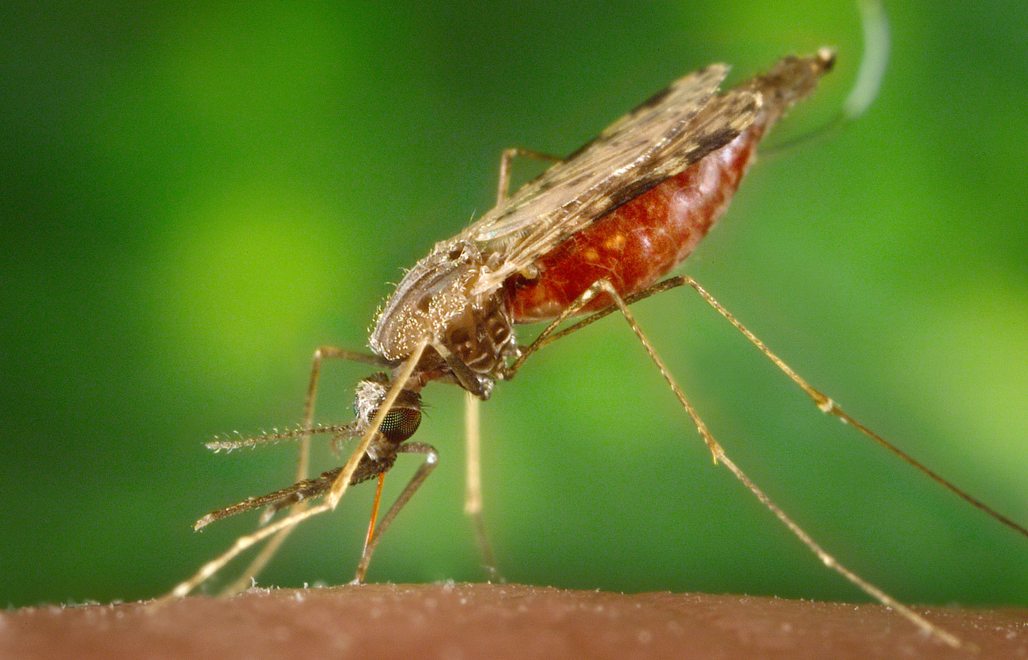 Malaria Anofeles Malaria Anofeles