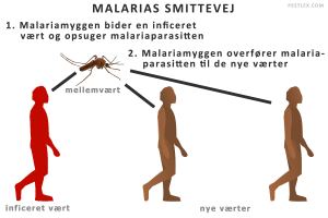 Malariamyggen skal suge blod fra en inficeret vært for at kunne overføre malariaparasitten til nye værter