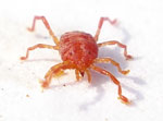 The topic of mites